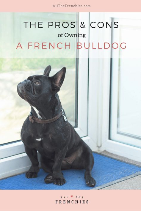 French Bulldog Wallpaper, Miniature French Bulldog, Blue Fawn French Bulldog, French Bulldog Full Grown, Blue French Bulldog Puppies, French Bulldog Painting, Merle French Bulldog, French Bulldog Tattoo, French Bulldog Names