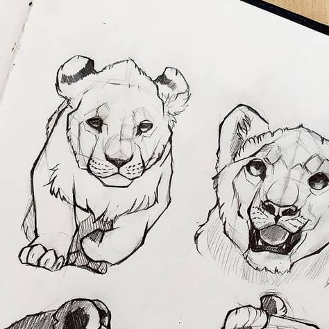 Wildcat Drawing, Wildlife Sketches, Lion Cubs, Wildlife Day, Lion Cub, Wildlife Art, Pencil Art, Big Cats, Traditional Art