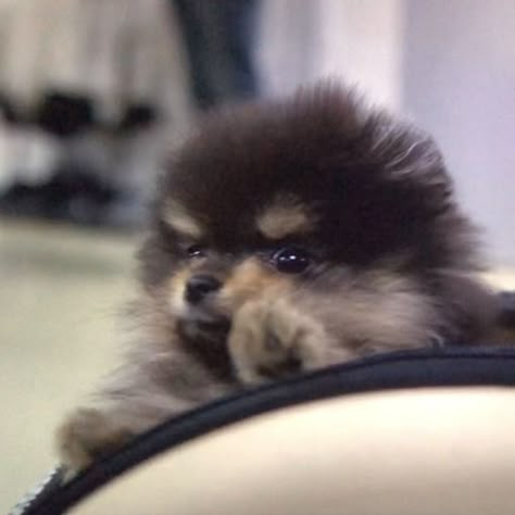 Yeontan Pictures, Kim Yeontan, Bts Dogs, Dog Angel, Teacup Pomeranian, Baby Tiger, Aggressive Dog, Bts Drawings, Bts Chibi