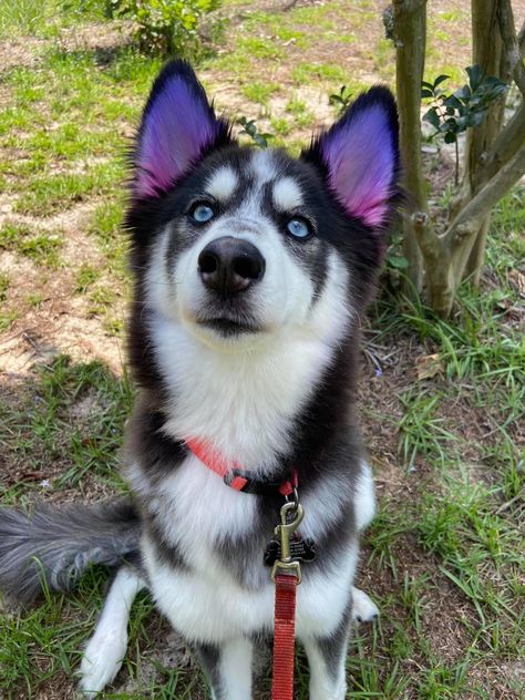 Husky Dyed Fur, Dog With Dyed Fur, Husky Haircut Styles, Pet Dye Ideas, Dog Dyed Fur, Dog Fur Dye, Dog Fur Dye Ideas, Dogs With Dyed Fur, Dogs Dyed Hair