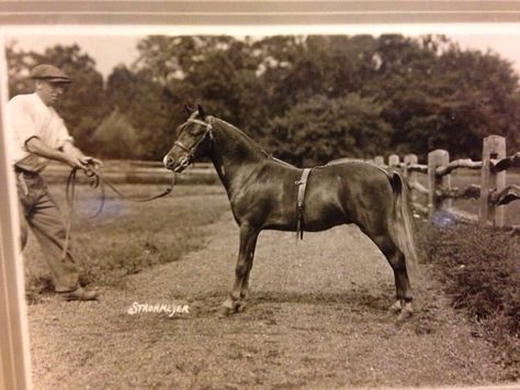 Vintage Shetland Shetland Pony, Undying Love, Ponies, Nature Art, The Kids, Horses, History, Saying Goodbye, Animals