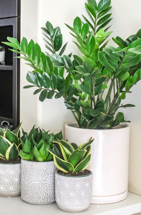 House Plants For Beginners, Rv House, Low Maintenance House Plants, Tanaman Sukulen, Plants For Beginners, Low Maintenance Indoor Plants, Easy House Plants, Tanaman Indoor, Tanaman Pot