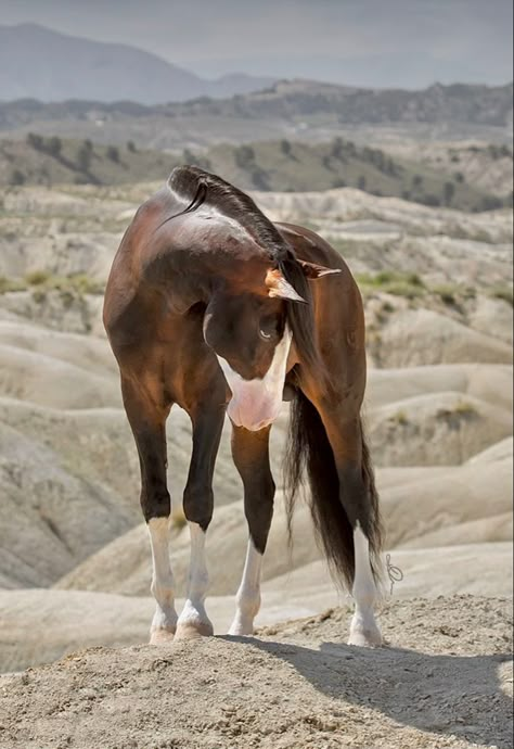 Blue Eyed Horse, Horse Looking Up, Rare Horse Colors, Brown And White Horse, Rare Horse Breeds, Horse Standing, Horse Markings, Spanish Horse, Rare Horses