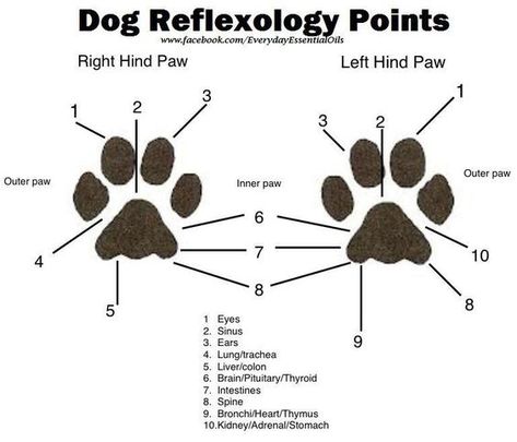 Essential Oils Dogs, Dog Brand, Dog Remedies, Oils For Dogs, Dog Info, Young Living Oils, Border Collies, Animal Facts, Inspo Board