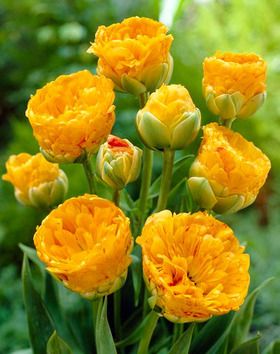 Tulip Double Beauty of Apeldoorn Double Tulips, Deer Resistant Garden, Partial Shade Plants, Tulip Season, Fall Bulbs, Tulip Bulbs, Spring Flowering Bulbs, Garden Bulbs, Fall Plants