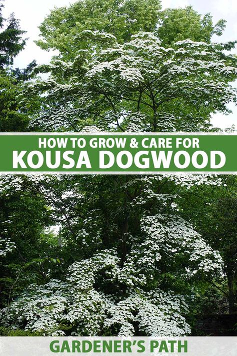 White Kousa Dogwood Tree, Chinese Dogwood Tree, Kousa Dogwood Tree Landscaping, Japanese Dogwood Tree, Venus Dogwood Tree, Atlanta Landscaping, Dogwood Tree Landscaping, Kousa Dogwood Tree, Lake Deck