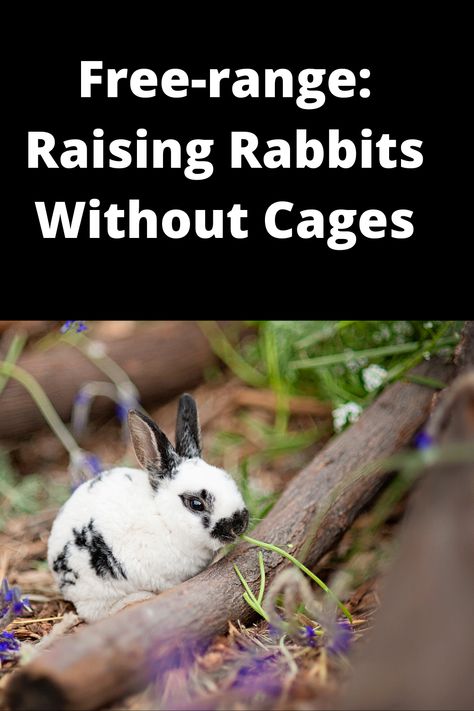 Meat Rabbits Breeds, Rabbit Cages Outdoor, Raising Rabbits For Meat, Pet Rabbit Care, Backyard Animals, Animal Report, Rabbit Farm, Meat Rabbits, Raising Farm Animals