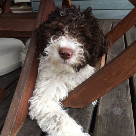 My 13 weeks old Lagotto Romagnolo puppy ❤️ Italian Water Dog, Logatto Romagnolo, Lagotto Romagnolo Puppy, Hypoallergenic Dog Breed, Lagotto Romagnolo, Portuguese Water Dog, Puppies And Kitties, Bear Dog, Goldendoodle Puppy