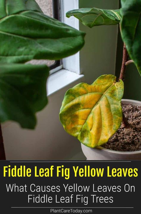 Yellowing leaves are among the most common problems of Fiddle-leaf figs. Learn here why your Fiddle-leaf fig leaves are turning yellow and how to fix them. Why Is My Fiddle Leaf Fig Dropping Leaves, Lyrata Plant, Fig Plants, Plant Leaves Turning Brown, Fiddle Leaf Fig Care, Fiddle Tree, Plant Leaves Turning Yellow, Fiddle Leaf Tree, Nerve Plant