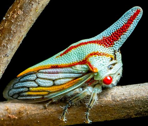 When a mosquito lands and begins to feed, the saliva it deposits in the skin stops blood from coagulating and makes the bite itch. A … Tree Hopper, Weird Bugs, Denis Sarazhin, Weird Insects, Cool Insects, Beetle Insect, Insect Collection, Cool Bugs, Beautiful Bugs