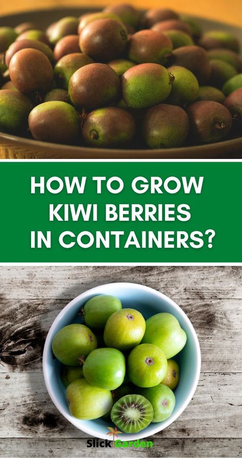 Kiwi Berry Trellis, Hardy Kiwi Trellis Ideas, How To Grow Kiwi, Hillside Orchard, Kiwi Snacks, Growing Kiwi, Kiwi Growing, Kiwi Berry, Homestead Inspiration