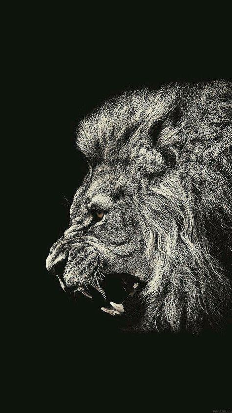 Lion 4k Wallpaper Iphone, Lion 4k Wallpaper, Black Lion Wallpaper, White Lion Wallpaper, Lion Iphone Wallpaper, Lion Hd Wallpaper, Lion Wallpaper Iphone, Alex Costa, Full Black Wallpaper