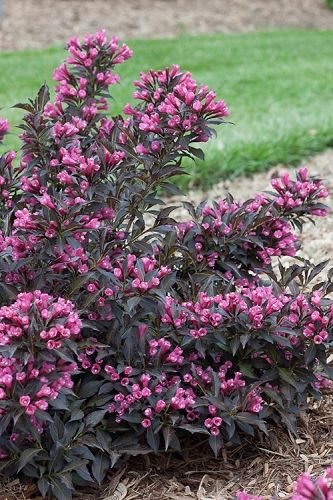 Spilled Wine Weigela, Shrubs For Landscaping, Spilled Wine, Front Landscaping, Front Yard Landscaping Design, Landscaping Plants, Lawn And Garden, Backyard Landscaping Designs, Outdoor Plants