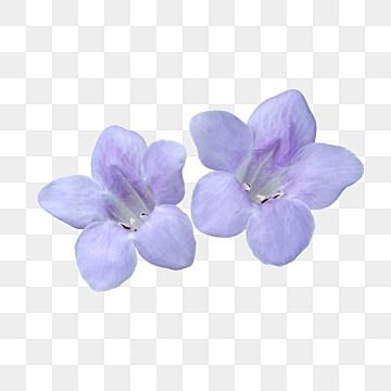 Purple Aesthetic Transparent, Purple Flower Aesthetic, Purple Png, Purple Blossom, Light Purple Flowers, Photo Png, Flower Purple, Transparent Flowers, Watercolor Cactus