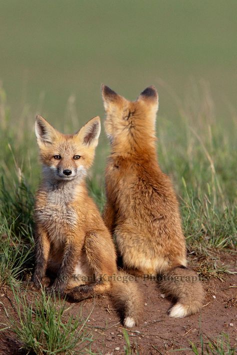 Red Fox Cubs Fox From Behind, Fox Pups, Baby Foxes, Fox Den, Fantastic Fox, Hey Bro, Fox Pictures, Fennec Fox, Pet Fox