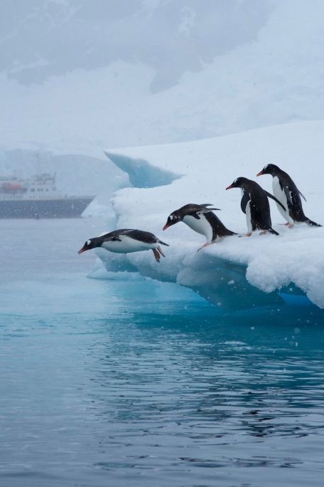 Penguins Antarctica, Antarctica Travel, Gentoo Penguin, Regnul Animal, Snow Hill, Travel Photography Nature, Travel Wanderlust, Island Vacation, In The Ocean