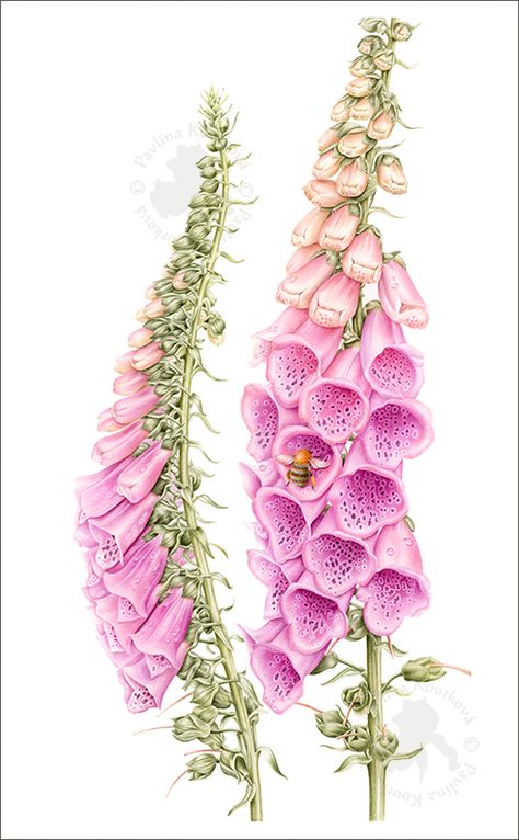 British Wildflowers, Digitalis Purpurea, Botanical Flowers Print, Apple Roses, Watercolour Inspiration, Watercolor Flower Art, Watercolor Flowers Paintings, Botanical Painting, Floral Artwork