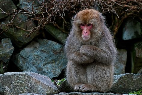 Crane Photography, Japanese Monkey, Monkey Species, Snow Monkeys, Japanese Macaque, Ancient Vietnam, Snow Monkey, Ape Monkey, Interesting Animals