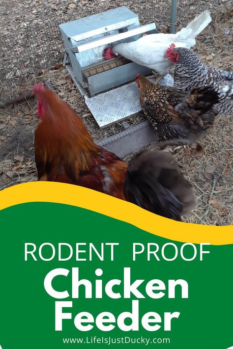 A rodent proof chicken feeder is one way to keep rats out of run. How To Keep Rats Out Of Chicken Coop, Rodent Proof Chicken Feeder, Rat Proof Chicken Feeder, Getting Rid Of Mice, Chicken Feeder, Chicken Runs, Rodents, Chicken Coop, Coop