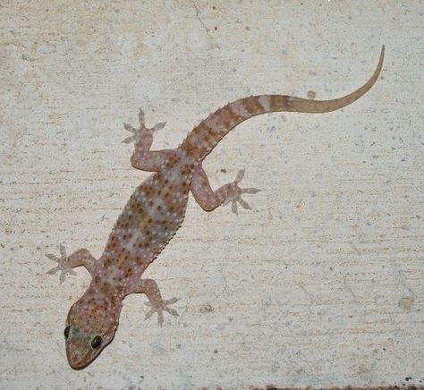 I recently woke up to my eleven year old son screaming in the middle of the night from the bathroom. Upon entering, I found him in the bathtub, trapped because there was a giant gecko on the door of the bathroom. Apparently, he had gotten up in the... Lizard Repellent, House Gecko, Get Rid Of Lizards, Lizard Craft, Home Lizard, Bug Bites Remedies, Baby Lizards, Strange Animals, Glue Traps