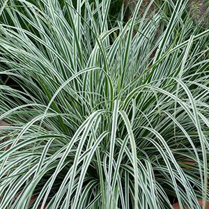 Carex oshimensis Everest Grasses For Shade, Carex Grass, Carex Oshimensis, Hues Of Green, Shade Grass, Shade Loving Perennials, Walkways Paths, Urban Landscape Design, Stone Walkway