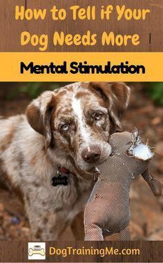 Hunting Dogs Breeds, Dog Training Books, Dog Training Classes, Dog Needs, House Training Dogs, Mental Stimulation, Dog Help, Dog Hacks, Dog Care Tips