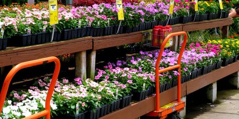 The Best The Home Depot Shopping Hack Revealed - The Home Depot Plant Return Policy Southern California Home, Pest Control Plants, Home Pest Control, Garden Landscape Ideas, Black Thumb, Flea Prevention, Organic Pest Control, Natural Pest Control, Garden Pest Control