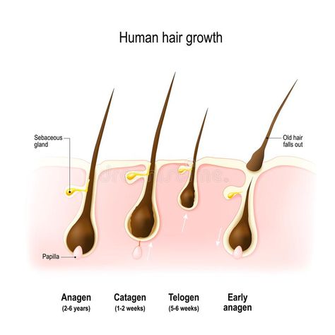 Electrolysis Hair Removal, Hair Science, Hair Growth Secrets, Hair Growth Cycle, Hair Shedding, Body Hair Removal, Hair Help, Hair Follicle, Hair Health