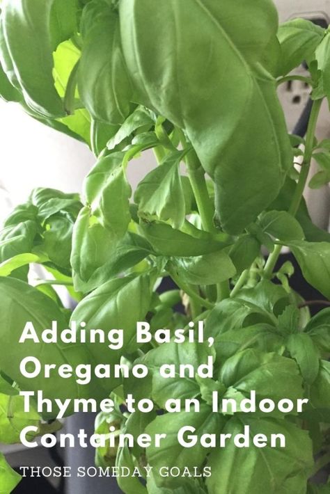 Growing Basil, Oregano, and Thyme in an Indoor Container Garden - Those Someday Goals Indoor Container Garden, Thyme Plant, Growing Basil, Easy Plants To Grow, Basil Plant, Organic Soil, Sweet Basil, Powdery Mildew, Container Gardens