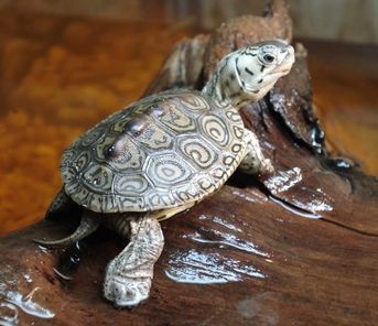 Turtle Tub, Diamondback Terrapin, Pictures Of Turtles, Kawaii Turtle, Sea Turtle Pictures, Turtle Aquarium, Tortoise Table, Water Turtle, Baby Sea Turtles