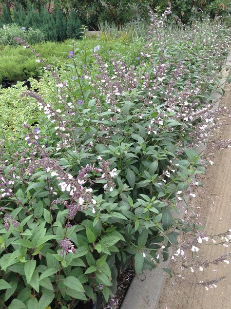 ‘Waverly’ Sage (Salvia leucantha hybrid 'Waverly') Sage In Garden, Salvia Waverly, Michigan Backyard, Garden Perennials, Front Yard Plants, Yard Plants, Backyard Trees, Garden Plan, Mediterranean Landscaping