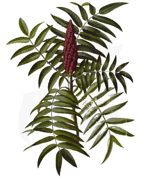 Staghorn Sumac Sumac Tattoo, Tiger Sumac, Stag Horn Sumac, Sumac Plant, Fragrant Sumac, Herb Collection, Staghorn Sumac, Sumac Recipes, Foraging Guide