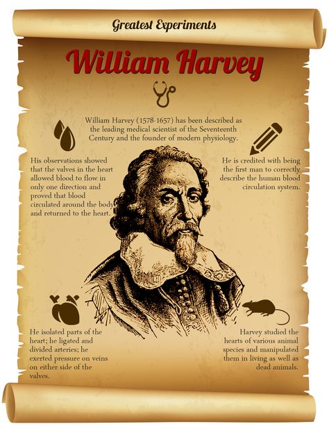 Greatest Experiments - William Harvey's experiments on animals proved that blood flows in only one direction and is pumped by the heart. At http://www.experimentor4u.com/william-harvey-how-a-single-pinch-changed-the-world/ you will find more details of his life-changing experiments. History Gcse, William Harvey, Gcse Revision, Nice Drawings, People In History, Historical People, Physicists, Class Room, Fat Loss Diet