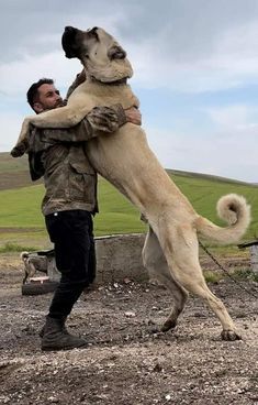 Malakli Dog, Turkish Kangal Dog, Kangal Shepherd, Alabai Dog, Guard Dog Breeds, Kangal Dog, Dog Soldiers, Rare Dogs, Otters Cute