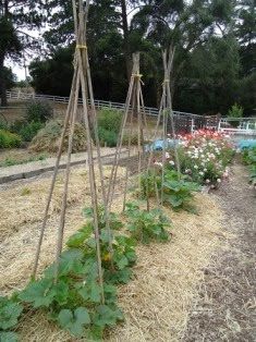 Grow mini pumpkins vertically on teepees - I want to try this this year! Garden Tipi, Pumpkin Trellis, Vertical Vegetable Gardens, Gutter Garden, Pumpkin Garden, Vertical Vegetable Garden, Growing Pumpkins, Bottle Garden, Garden Veggies