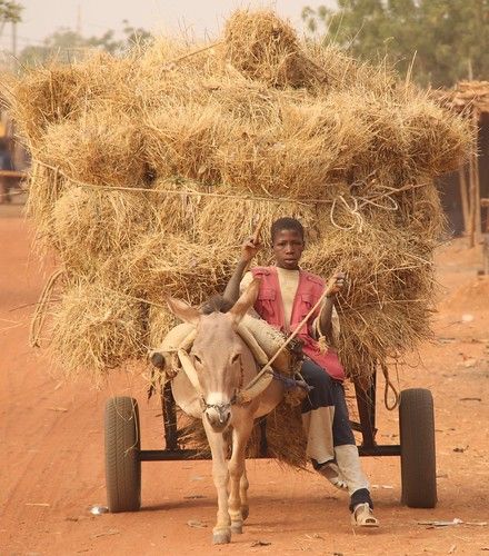 Boy on a donkey cart with lots of hay on it | Raphael Bick | Flickr World History Projects, Donkey Cart, Cute Donkey, Pull Cart, History Project, A Donkey, South Africa Travel, Vibrant Flowers, Maasai