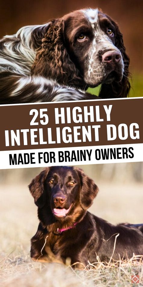 Meet 25 of the brainiest dog breeds that every smart dog lover will appreciate! These dogs—like Dobermans, Papillons, and Collies—are known for their intelligence and trainability, making them excellent companions. Save this pin to choose the right intelligent breed for you! Smart Dog Breeds, Working Dog Breeds, Family Dogs Breeds, Types Of Dogs Breeds, Smartest Dog Breeds, Big Dog Breeds, Golden Doodles, Dogs Breeds, Australian Cattle Dogs