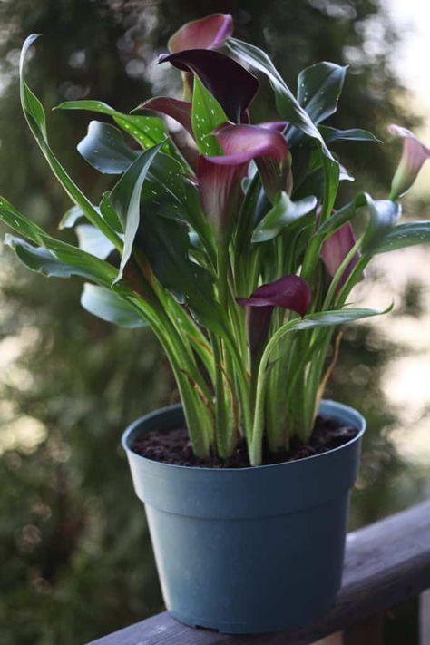 Lily Garden Ideas, Calla Lily Garden, Lilly Plants, Calla Lily Bulbs, Lily Plant Care, Calla Lily Flowers, Calla Lily Bouquet, Lily Garden, Potted Plants Outdoor