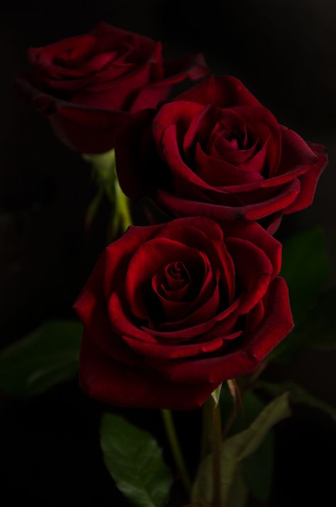 three red roses on a black background Red Roses In Black Background, Rose Flower Black Background, Dark Red Roses Wallpaper, Roses Background Aesthetic, Red Flower Black Background, Red Rose Black Background, Red Roses Photography, Rose Black Background, Red Rose Background