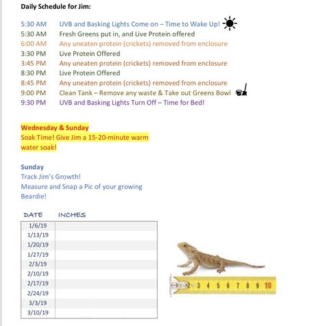 Bearded Dragon Lighting, Bearded Dragon Feeding, Bearded Dragon Tank Setup, Bearded Dragon Food List, Bearded Dragon Care Sheet, Diy Bearded Dragon Enclosure, Bearded Dragon Terrarium Ideas, Pet Care Printables, Different Types Of Food