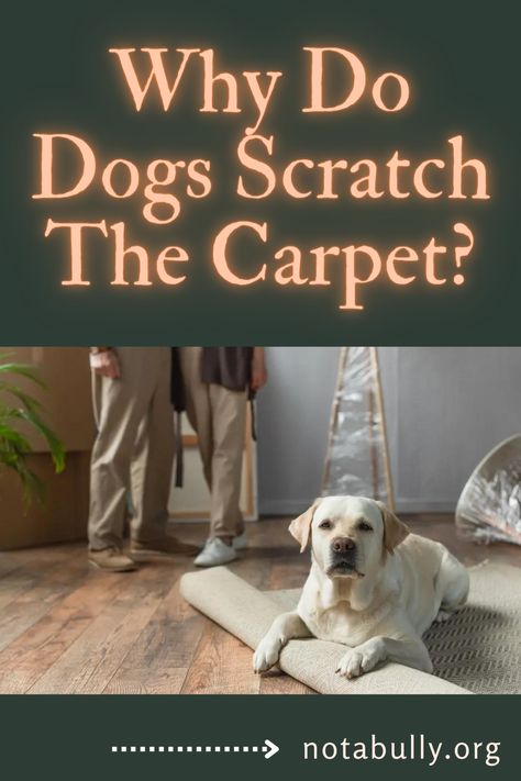 Wondering why your dog keeps scratching the carpet or rug? We have 7 reasons to explain this strange dog behavior and how to fix it. Dog Biting, Dog Barking, Dog Chews, Dog Behavior, Pet Parent, My Dog, Fix It, Carpet, Puppies