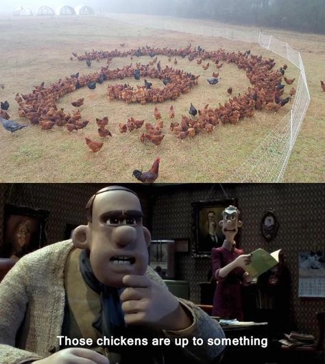 Crop Circle Chickens | Those Chickens Are Up to Something | Know Your Meme Run Meme, Chicken Run, Quality Memes, Junji Ito, Memes Br, Know Your Meme, Animal Memes, Tumblr Funny, Bones Funny