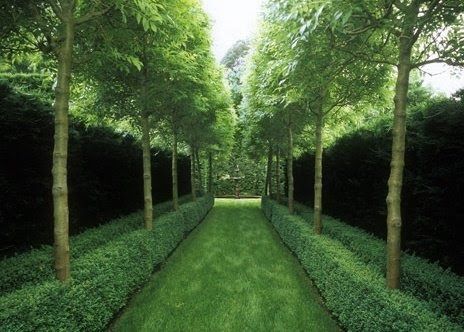 From the Chapel Garden to the Roman Rotunda we are planting an avenue of Lime trees ( Tilia europaea ). They have a lovely leaf (above), a... Peter Fudge, Formal Garden Design, Garden Walkway, Fence Landscaping, Formal Gardens, Nature Green, Backyard Fences, Garden Pool, Garden Fencing