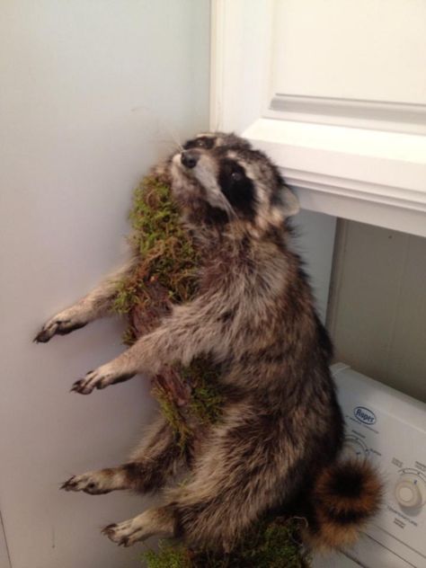 I found this in a vacant rental left by a previous tenant. It is a poorly done home taxidermy job of a raccoon on a moss covered piece of wood. I walked around the corner and there he was…I nearly jumped out of my skin😂 Moss Covered, Zoo Animals, My Skin, Taxidermy, Around The Corner, Real Estate, Skin, Wood, Animals