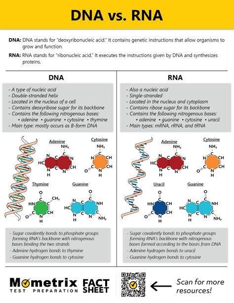 Biology Notes Dna Rna, Protein Structure And Function, Dna Rna Notes, Dna And Rna Notes, Dna Vs Rna Notes, Dna Structure Notes, Dna And Rna Biology Notes, Dna Notes Biology, Dna Replication Notes