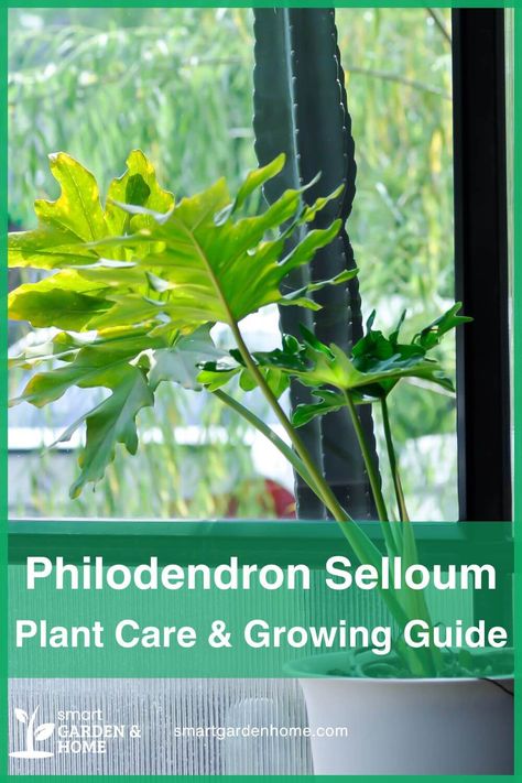 Elevate Your Space with Philodendron Selloum!

Easy care, lush foliage, tropical vibes!

Learn all about caring for this beautiful plant! Selloum Plant, Philodendron Selloum, Houseplants For Beginners, Philodendron Care, Best Houseplants, Easy Plants To Grow, Houseplant Care, Smart Garden, Plants To Grow