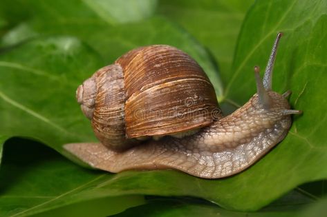 Snail on the leaf. Close-up of burgundy snail walking on the leaf; also known as , #AFF, #Close, #burgundy, #Snail, #leaf, #snail #ad Roman Snail, Molluscs, The Leaf, Art Inspo, Close Up, Royalty Free Stock Photos, Stock Images, Walking, Animals