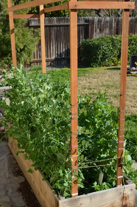 Peas Trellis, Green Bean Trellis, Bean Trellis, Simple Trellis, Pea Trellis, Grape Trellis, Diy Garden Trellis, Bamboo Trellis, Diy Trellis