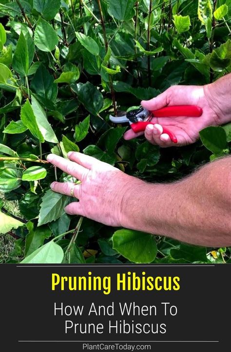 Pruning Hibiscus: Learn how and when to prune Hibiscus for the best plant growth and health. Keep your plant looking attractive and lively. [GUIDE] Hibiscus Tree Care, Hibiscus Fertilizer, Hibiscus Shrub, Patio Ideas Backyard, Hibiscus Bush, Growing Hibiscus, Pruning Plants, Hibiscus Garden, Hibiscus Tree