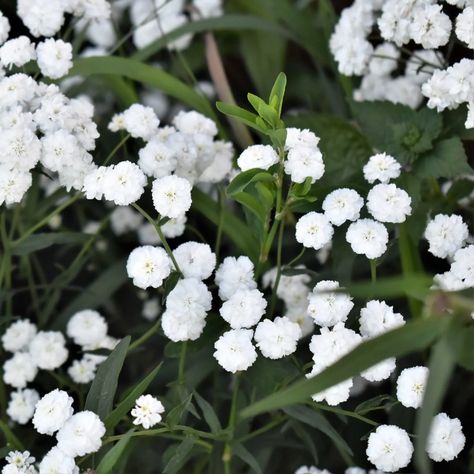 Achillea Marshmallow Perennial Flower Seeds - 'Achillea ptarmica' - 25 Seeds | eBay Achillea Ptarmica, Perennial Flower, Growing Seeds, Flowers Perennials, Flower Seeds, Garden Seeds, First Year, Perennials, White Flowers